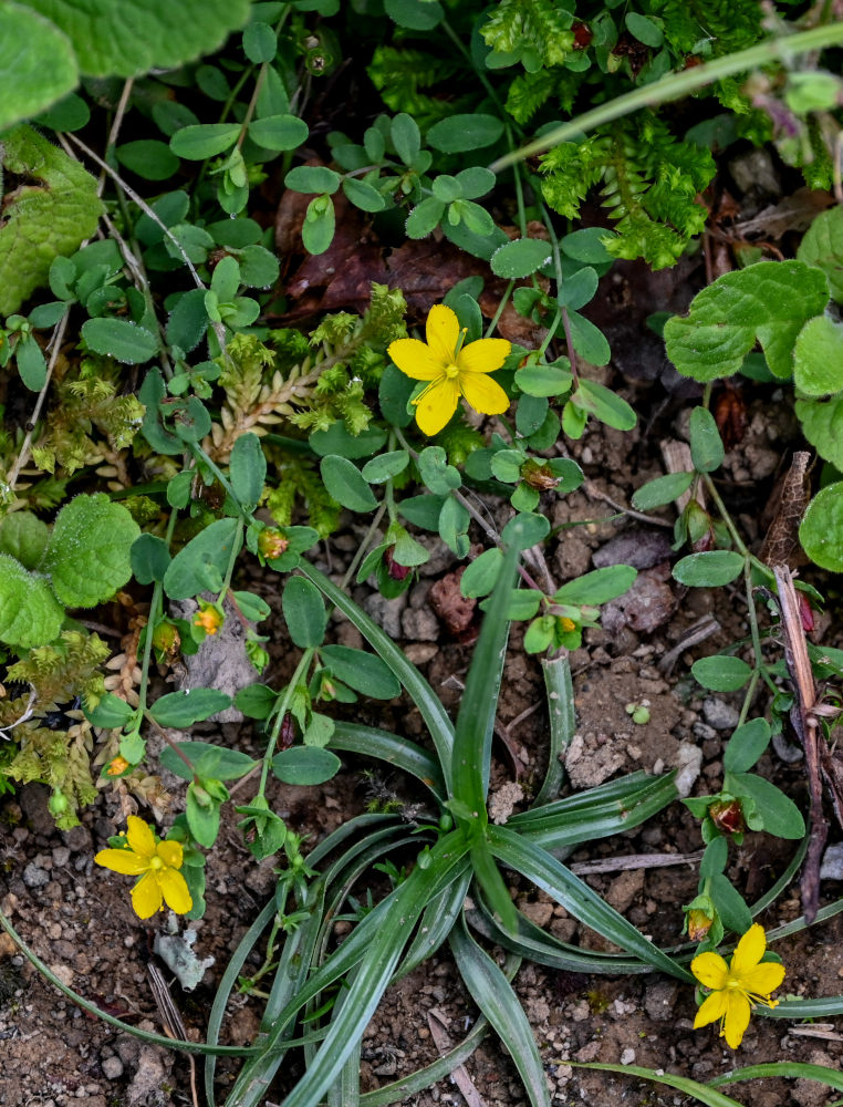 Изображение особи Hypericum humifusum.