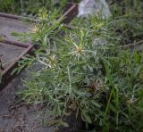 Centaurea iberica. Растение с развивающимися соцветиями. Абхазия, Гагрский р-н, с. Лдзаа, пустырь. 07.06.2025.