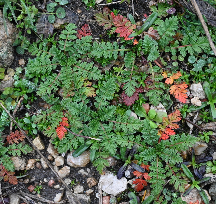 Image of genus Erodium specimen.