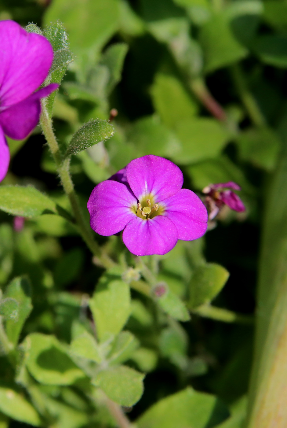 Изображение особи Aubrieta deltoidea.