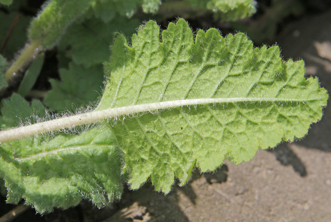 Image of Primula patens specimen.