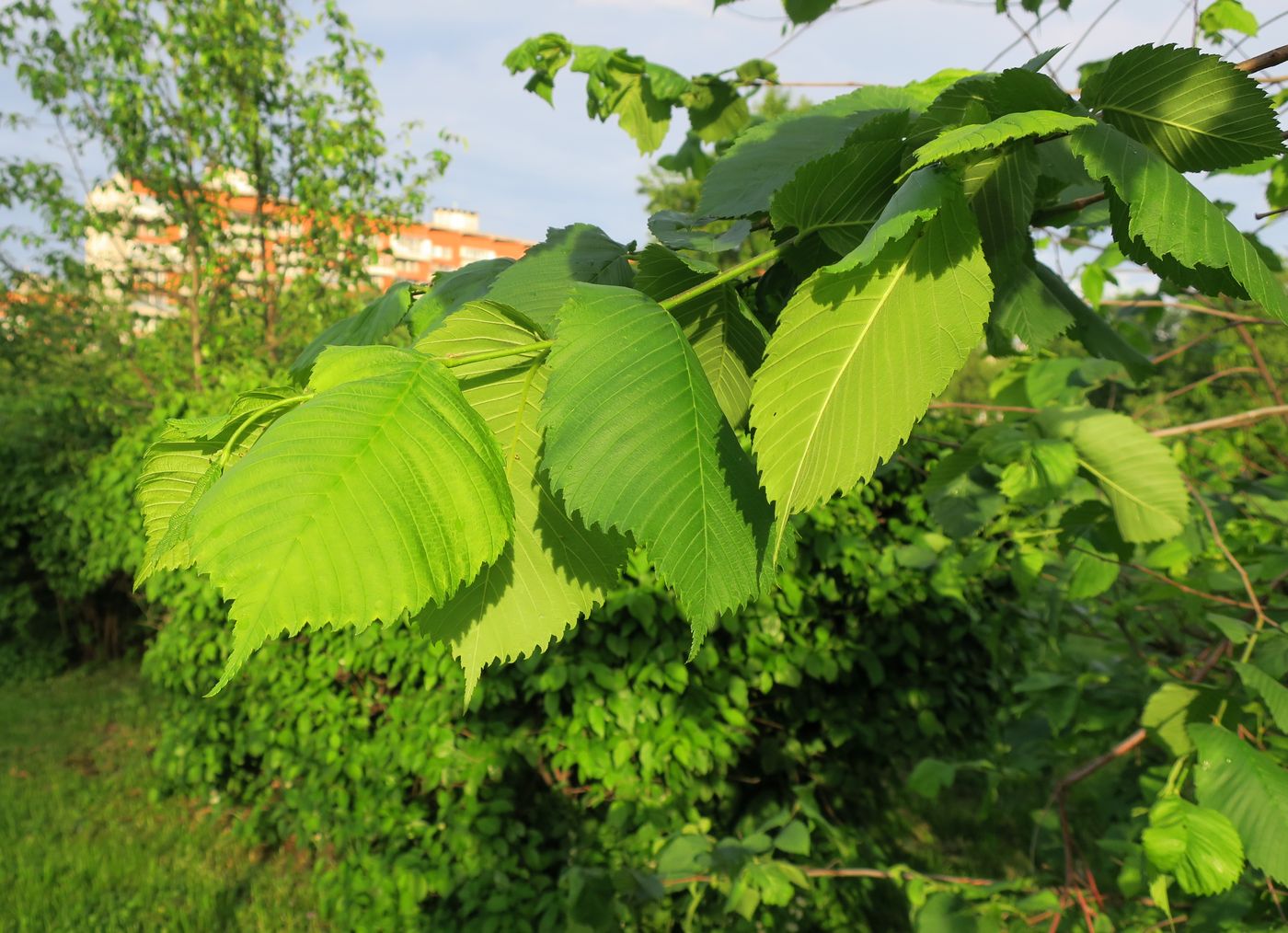 Image of Ulmus glabra specimen.