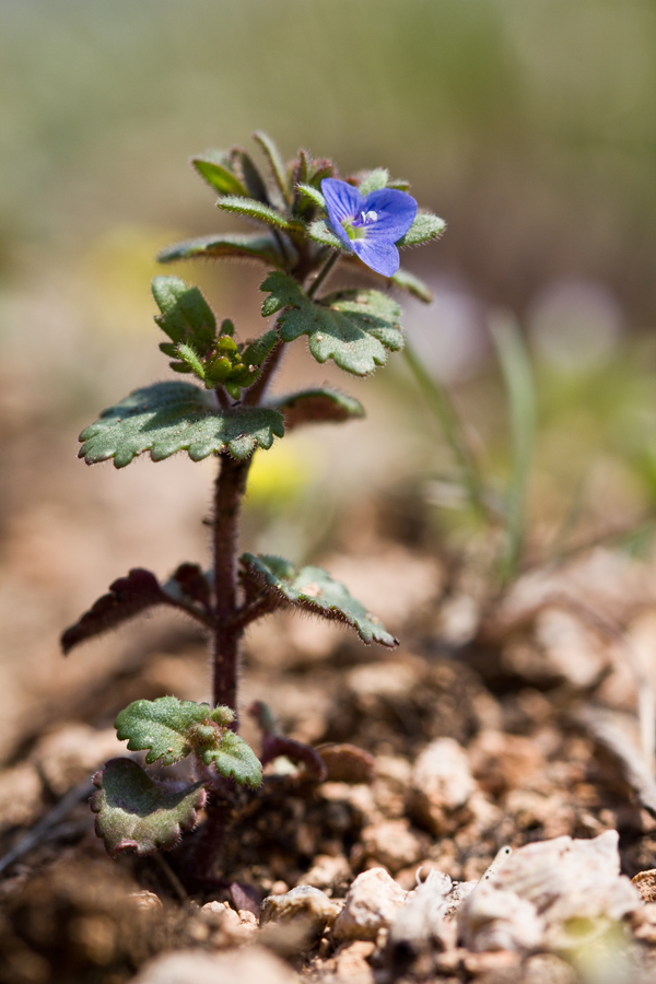 Image of Veronica praecox specimen.