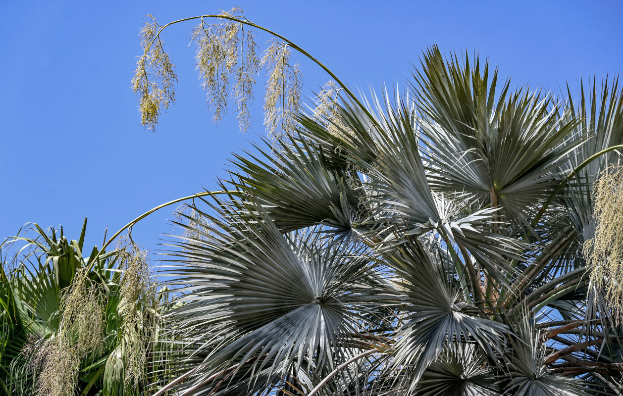 Изображение особи Brahea armata.