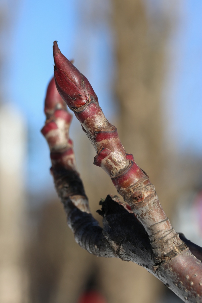 Изображение особи Sorbus commixta.