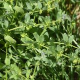 Asperugo procumbens. Части побегов. Турция, ил Карс, крепость Ани, луг. 28 мая 2025 г.