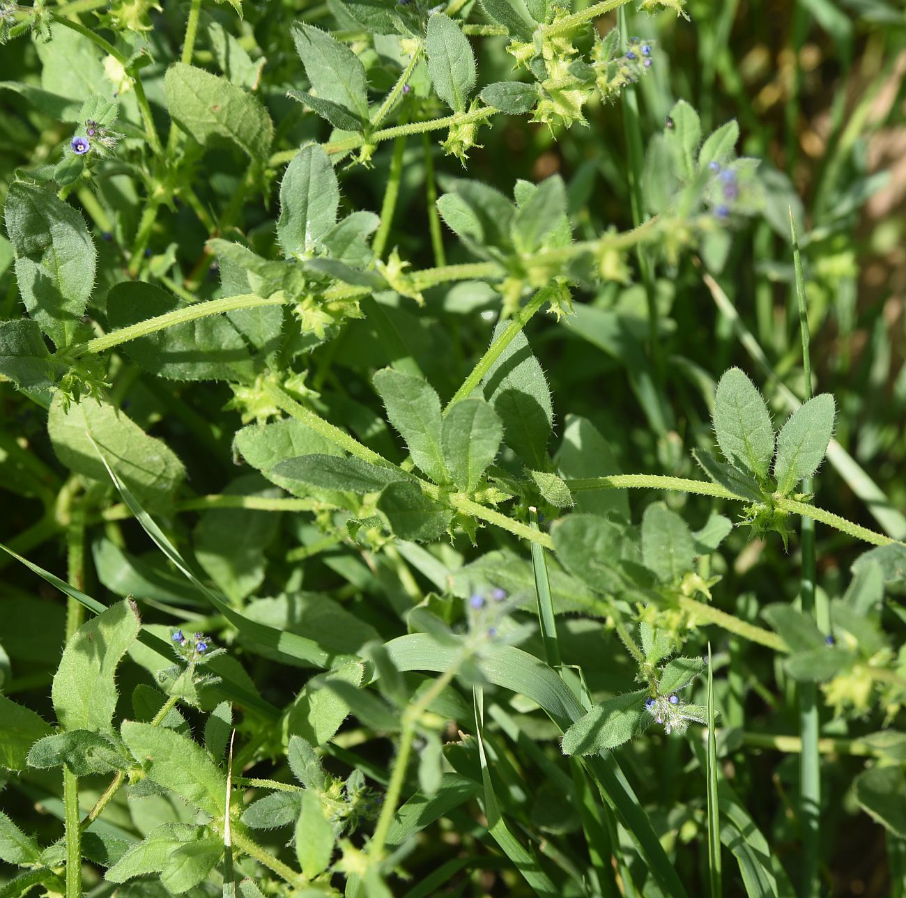 Image of Asperugo procumbens specimen.