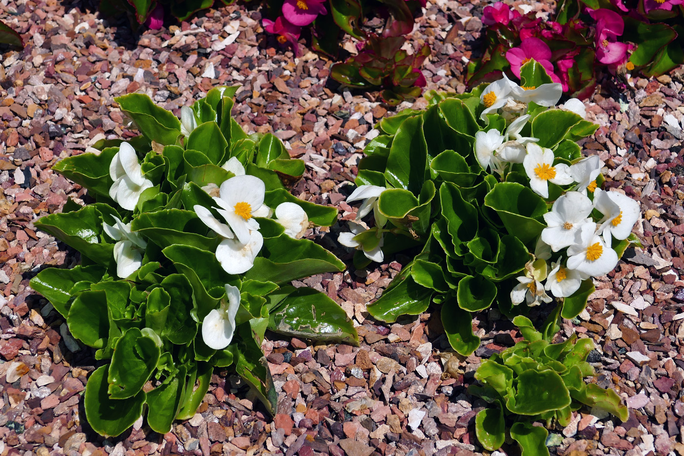 Image of Begonia × hortensis specimen.