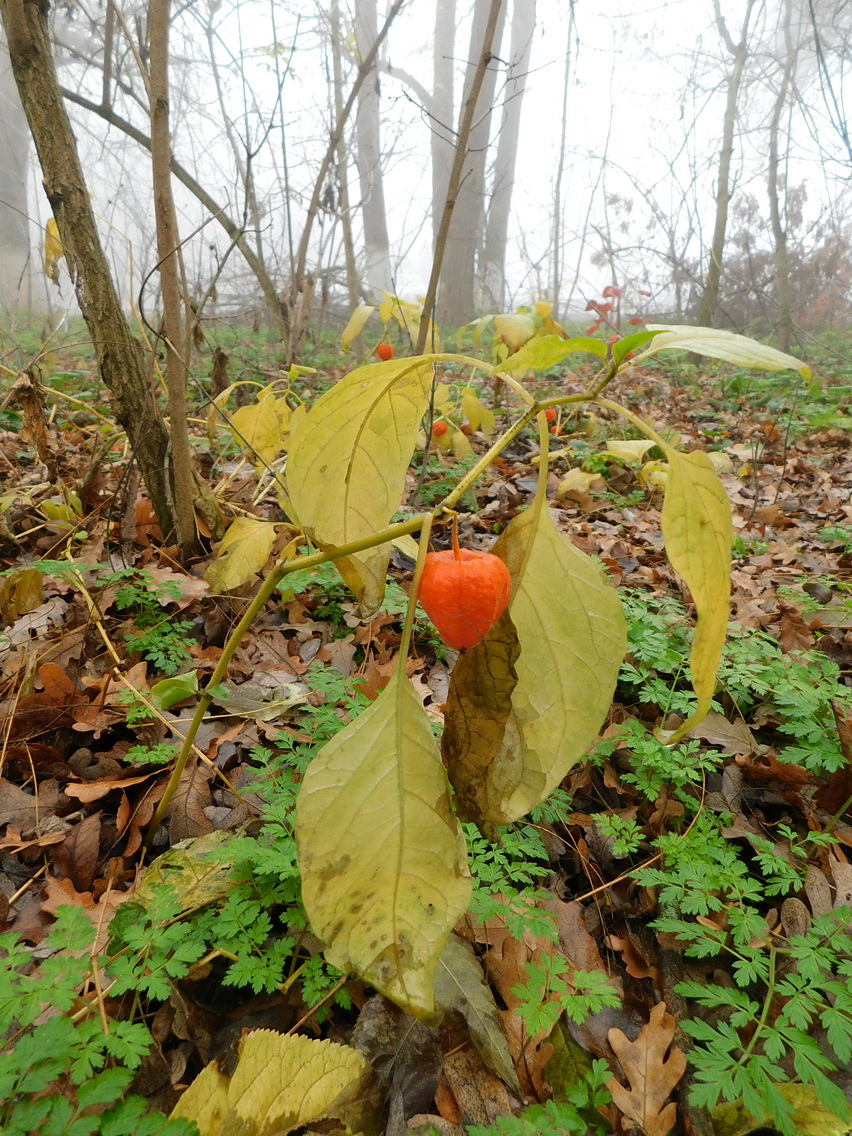 Изображение особи Alkekengi officinarum.