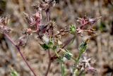 Helminthotheca echioides. Верхушки побегов с отцветшими соцветиями и соплодиями. Португалия, г. Лиссабон, берег реки. 10.08.2025.