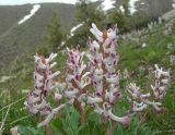 Corydalis ledebouriana. Верхняя часть цветущего растения. Казахстан, Туркестанская обл., Толебийский р-н, Зап. Тянь-Шань, Сайрам-Угамский нац. парк; выс. ок. 2200 м н.у.м., дол. р. Кыржалсай, левое русло, правый борт, водораздельный гребень с можжевельником и развалами глыб. 26.04.2026.