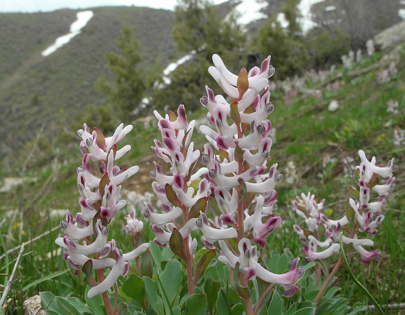 Изображение особи Corydalis ledebouriana.