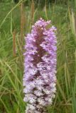 Platanthera grandiflora