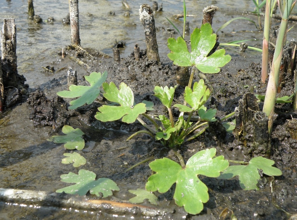 Image of Ranunculus sceleratus specimen.