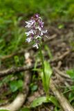 Orchis purpurea ssp. caucasica