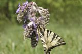 Salvia nutans