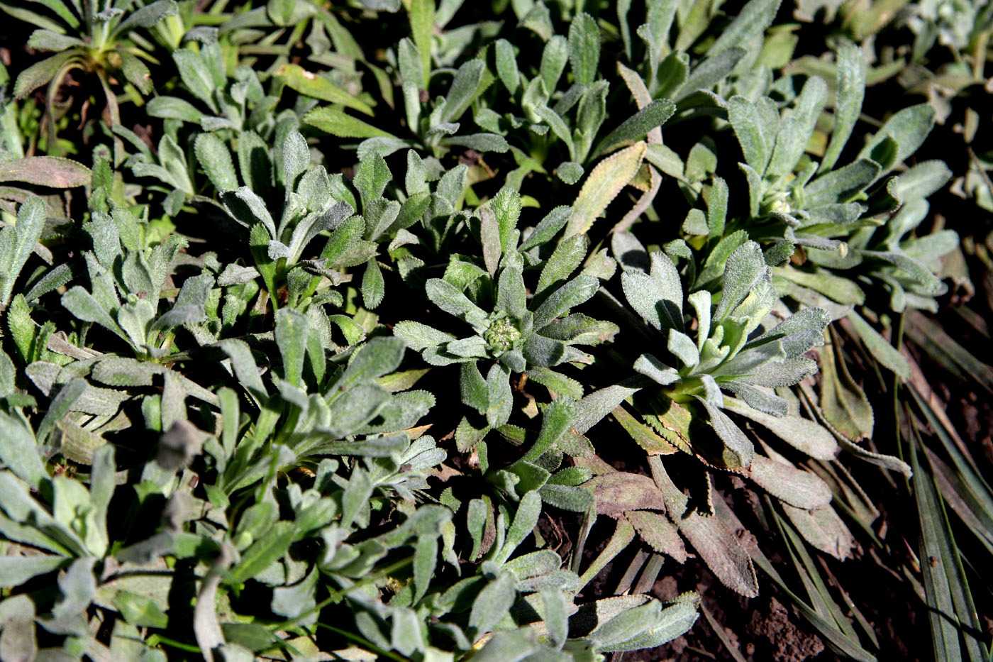 Image of Achillea ageratifolia specimen.