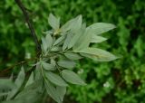 род Salix