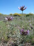 Astragalus arbuscula. Верхушка цветущего растения. Казахстан, Восточно-Казахстанская обл, Зайсанский р-н; Саур-Тарбагатай, сев. макросклон вост. части хр. Манрак, пер. Шиликты, ≈ 800 м н.у.м., основание щебнистой сопки. 12 мая 2026 г.