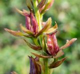 Veratrum anticleoides. Часть соплодия. Хабаровский край, р-н имени Лазо, массив горы Ко, гора Столовая, выс. ≈ 1705 м н.у.м., каменная россыпь. 02.08.2026.