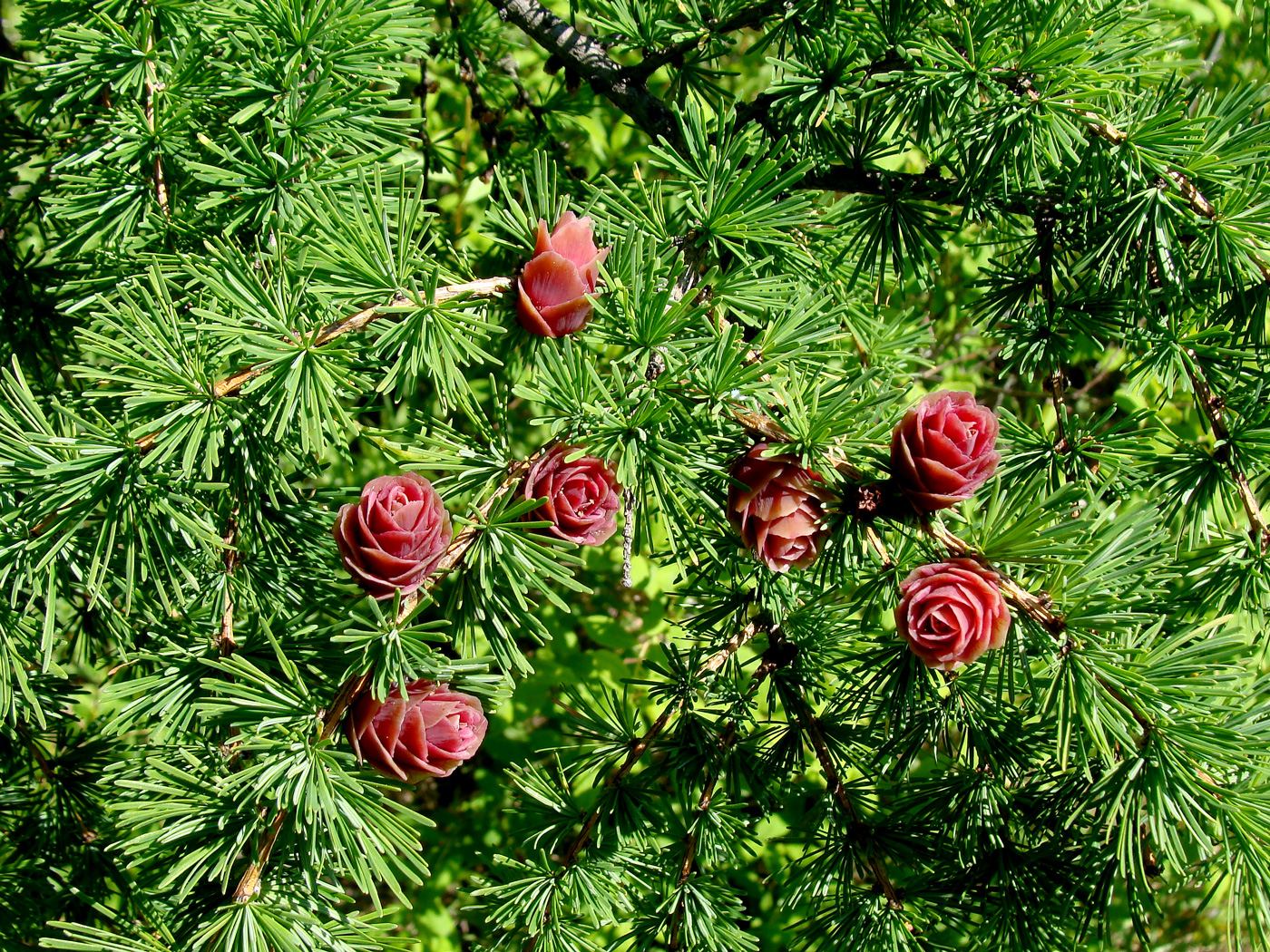 Изображение особи Larix cajanderi.