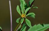 Bidens frondosa. Соцветие. Московская обл., гор. округ Домодедово, низовья р. Пахра, у воды. 30.08.2026.