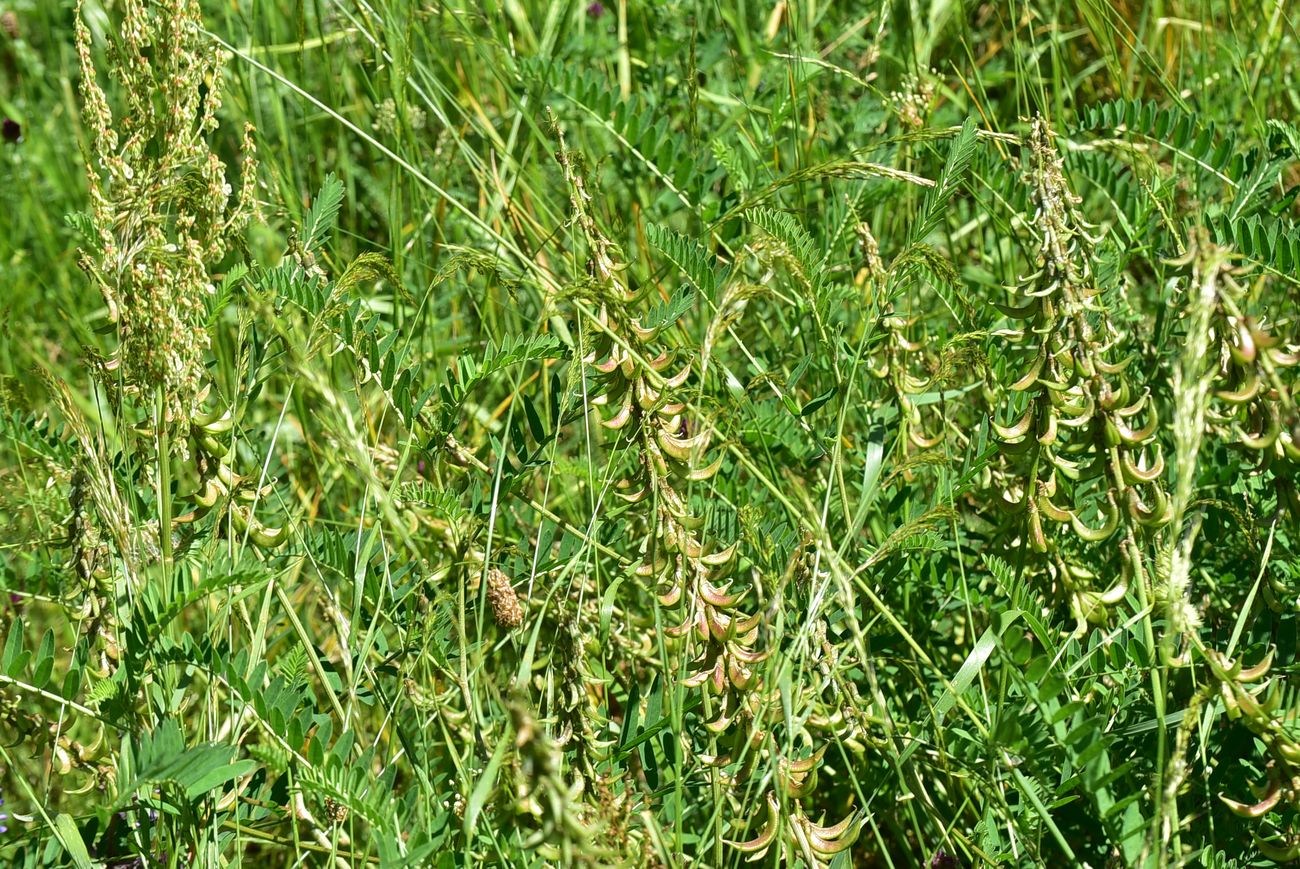 Image of Unknown species specimen.