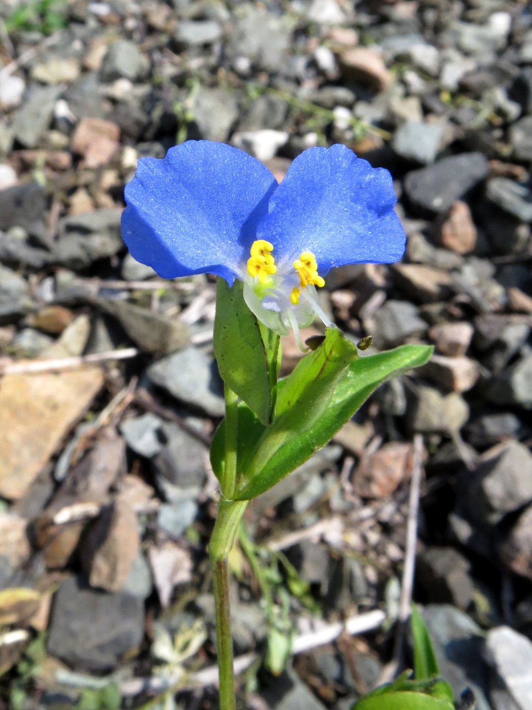 Image of Commelina communis specimen.