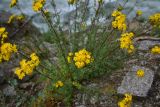 Hypericum scabrum. Соцветия. Турция, ил Артвин, р-н Юсуфели, напротив водопада, на левом берегу р. Бархал-Чайи, среди камней. 14 июня 2026 г.