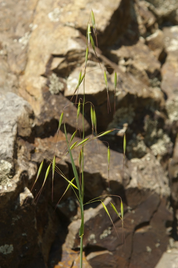 Image of Avena barbata specimen.