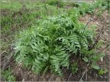 Sisymbrium altissimum. Вегетирующее растение. Чувашия, окр. г. Шумерля, Промзона. 10 мая 2011 г.