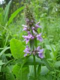 Stachys palustris