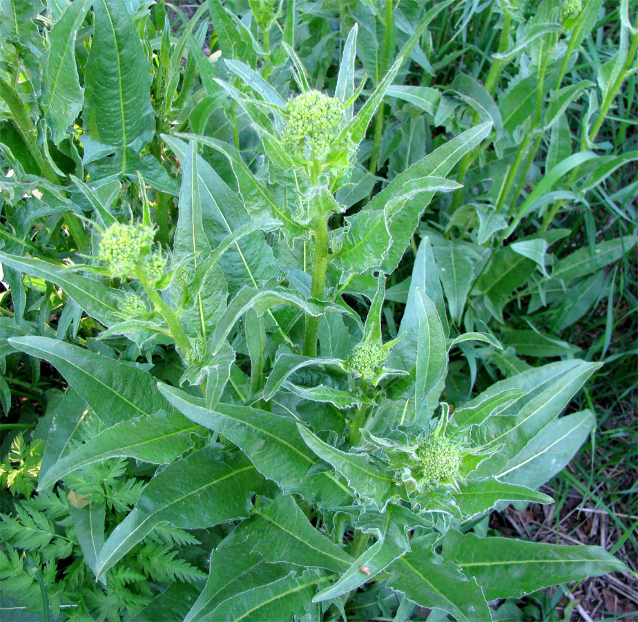 Image of Bunias orientalis specimen.