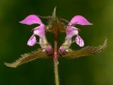 Lamium maculatum. Верхушка цветущего растения. Украинские Карпаты, Свалявский район, опушка леса возле с. Солочин. 24 мая 2011 г.