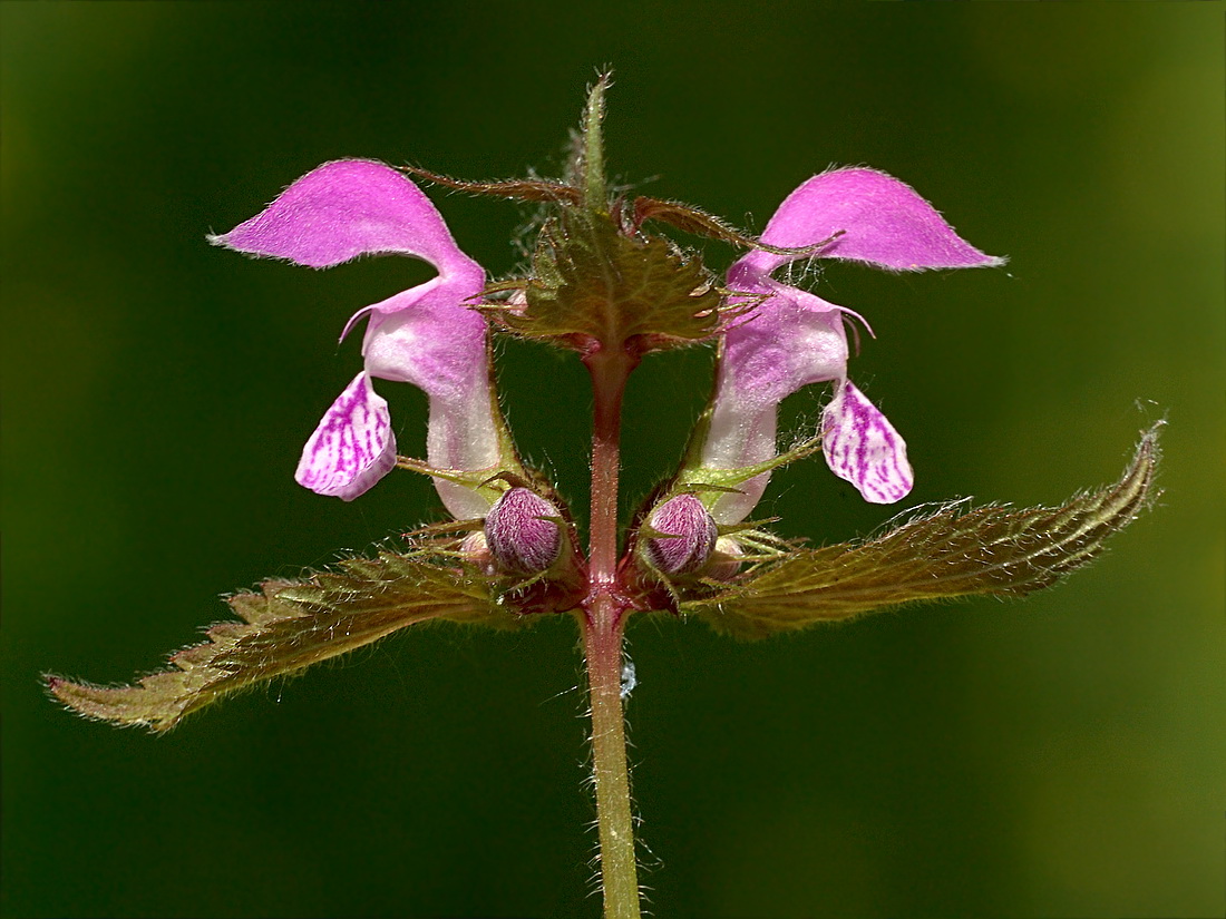 Изображение особи Lamium maculatum.