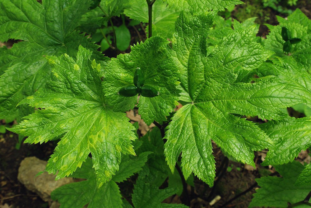 Изображение особи Glaucidium palmatum.