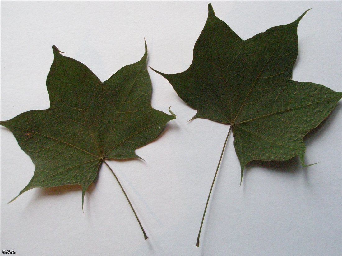 Image of Acer mono specimen.
