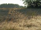 Deschampsia cespitosa