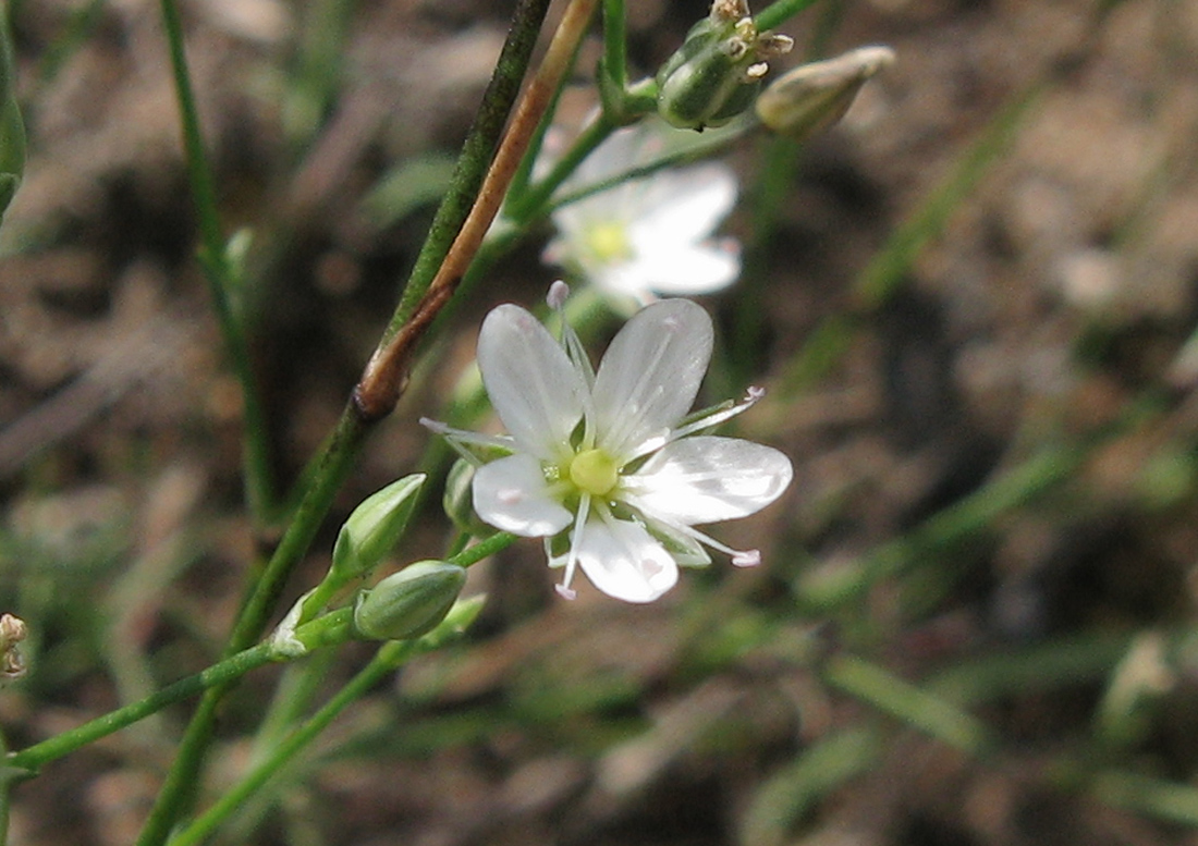 Изображение особи Minuartia leiosperma.