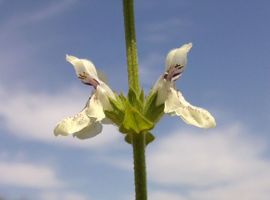 Изображение особи Stachys krynkensis.