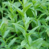 Kemulariella caucasica. Часть побега. Республика Карачаево-Черкесия, Домбай, ущелье р. Аманауз, ≈ 1700 м н.у.м. 06.07.2011.
