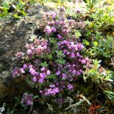 Thymus paucifolius. Куртинка цветущего растения. Полярный Урал, долина Большой Хойлаю, задернованный каменистый склон. 23.07.2011.