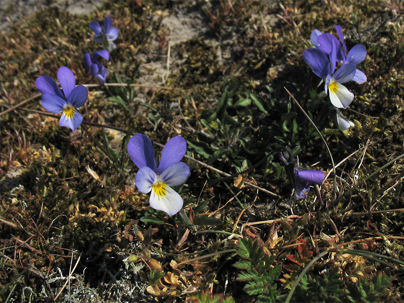 Изображение особи Viola maritima.