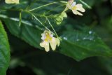 Impatiens parviflora. Цветки и плоды. Московская обл., Раменский р-н, Хрипань, лесная дорога. 05.08.2007.