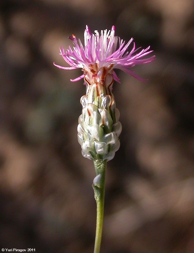 Image of Hyalea pulchella specimen.