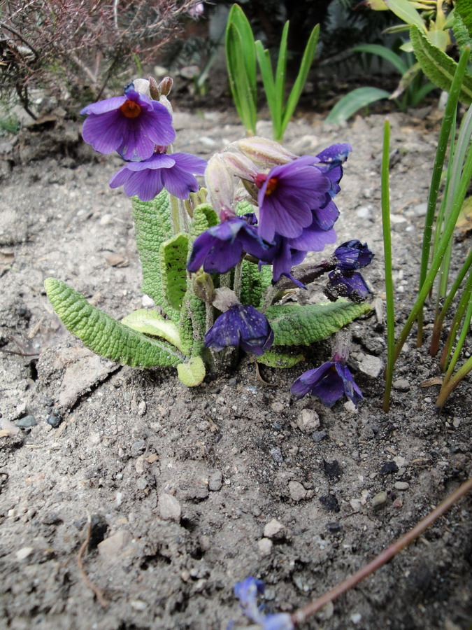 Изображение особи Primula amoena.