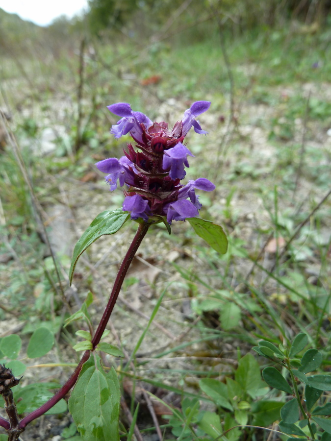 Изображение особи Prunella vulgaris.