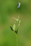 Astragalus nematodes. Соплодие. Казахстан, Южно-Казахстанская обл., долина р. Боролдай. 02.05.2011.