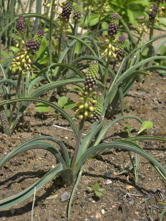 Image of Leopoldia caucasica specimen.