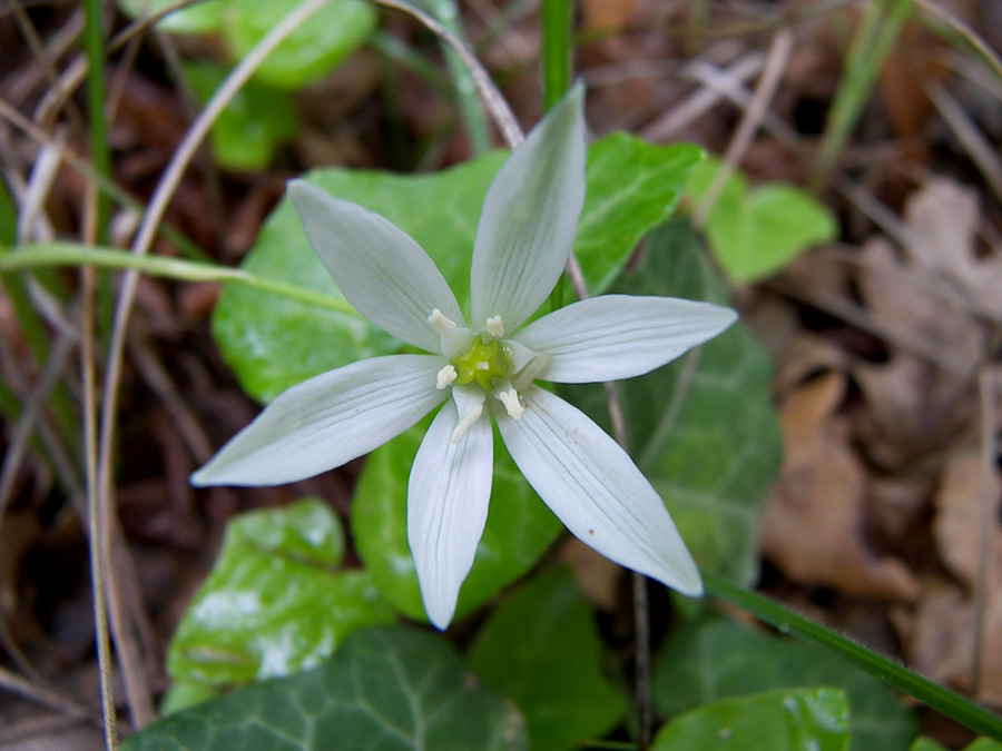 Image of Ornithogalum woronowii specimen.